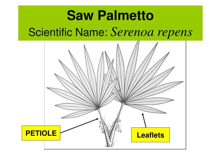 saw palmetto scientific name serenoa repens
