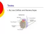 Understanding the Testes: Structure, Functions, and Disorders - slide 1