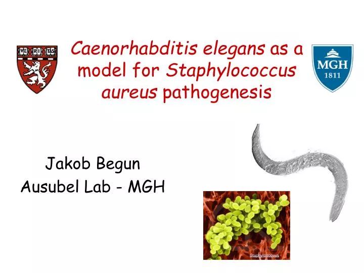 caenorhabditis elegans as a model for staphylococcus aureus pathogenesis
