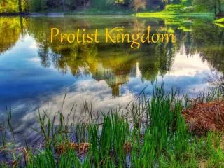 Protist Kingdom