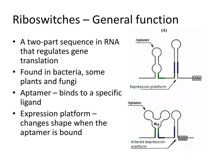 riboswitches general function