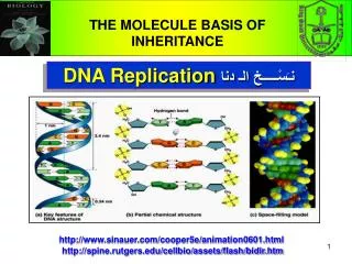 DNA Replication ??????????? ??? ???