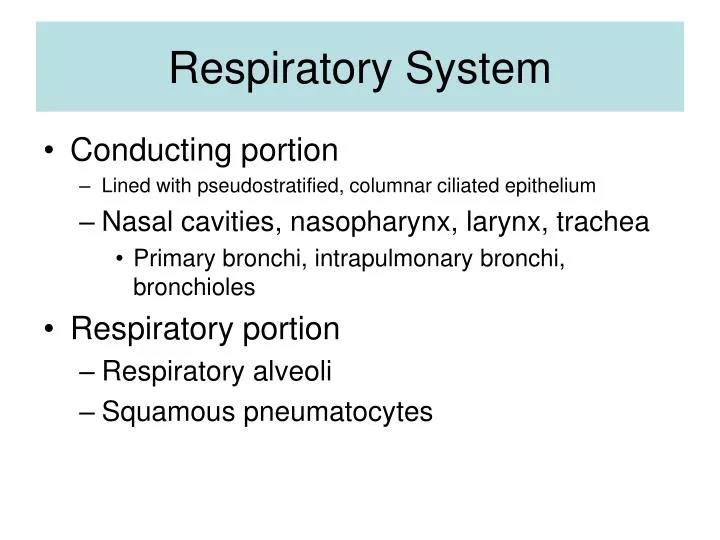 respiratory system