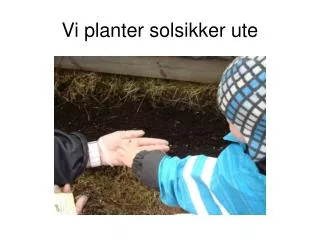 vi planter solsikker ute