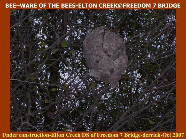 bee ware of the bees elton creek@freedom 7 bridge