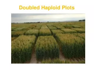 Doubled Haploid Plots