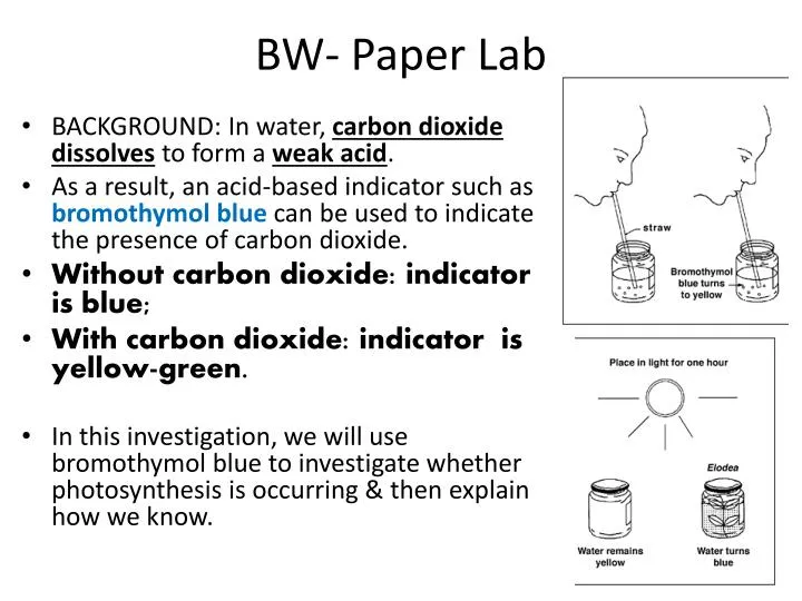 bw paper lab