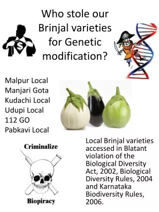 Who stole our Brinjal varieties for Genetic modification?