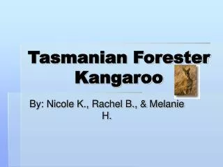 Tasmanian Forester Kangaroo