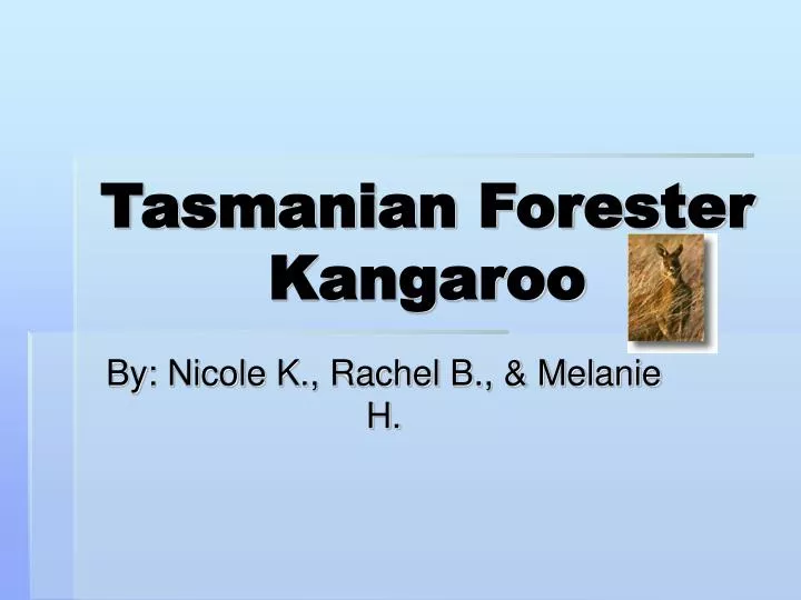 tasmanian forester kangaroo