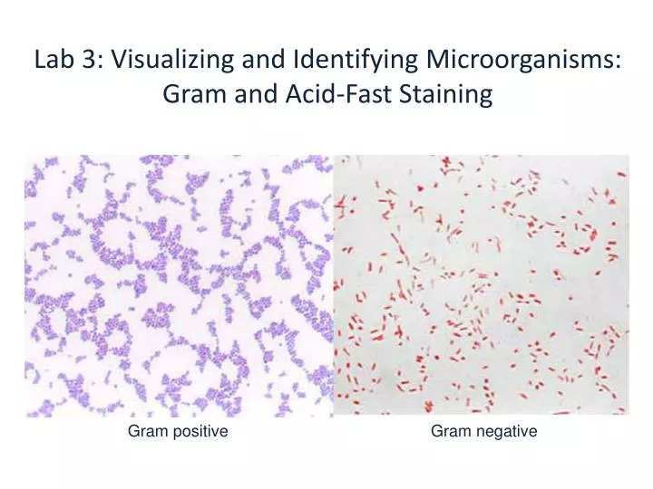 lab 3 visualizing and identifying microorganisms gram and acid fast staining