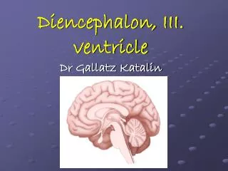Diencephalon, III. ventricle Dr Gallatz Katalin