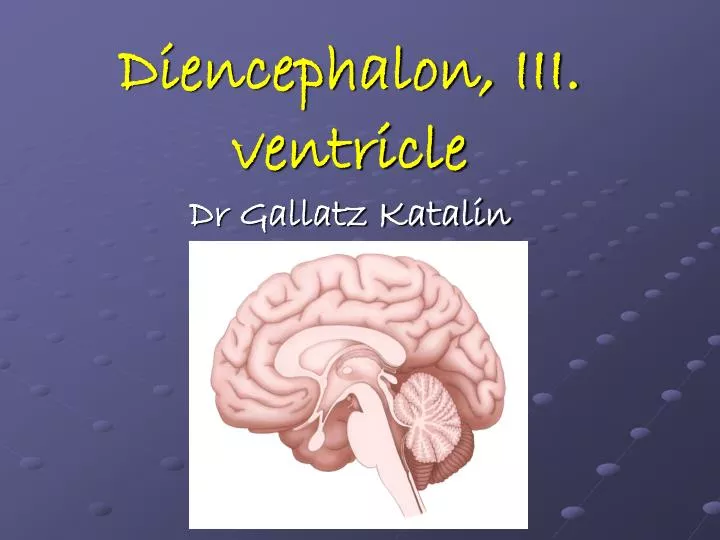 diencephalon iii ventricle dr gallatz katalin