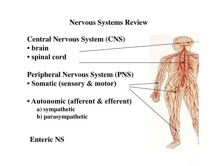 nervous systems review