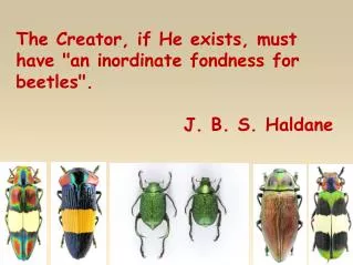 The Creator, if He exists, must have &quot;an inordinate fondness for beetles&quot;. J. B. S. Haldane