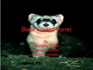 Black Footed Ferret