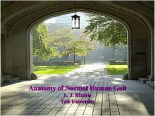 Anatomy of Normal Human Gait L. J. Rizzolo Yale University