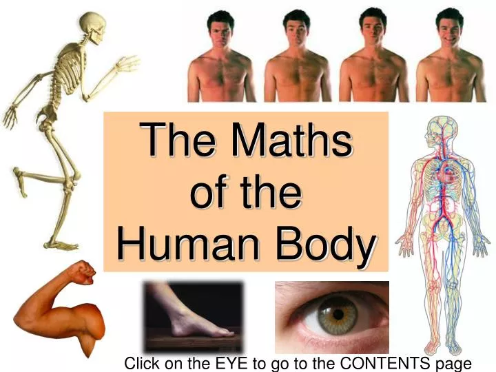 the maths of the human body
