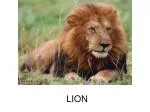 LION - slide 1