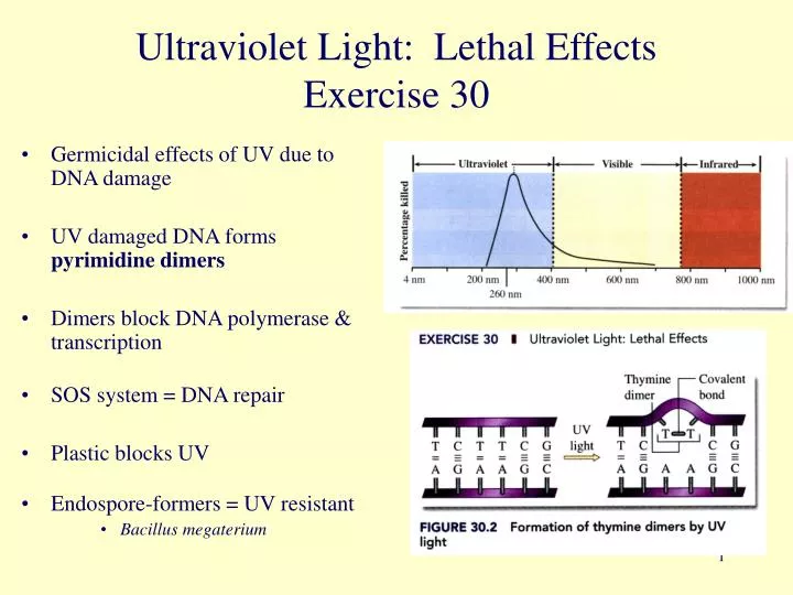 ultraviolet light lethal effects exercise 30