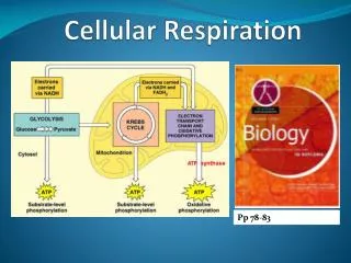 Cellular Respiration