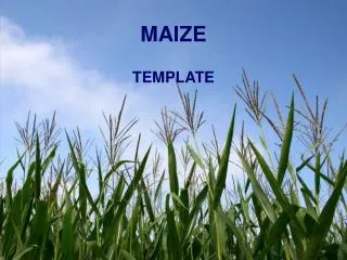 maize