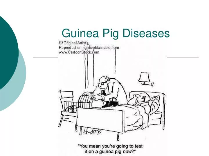guinea pig diseases