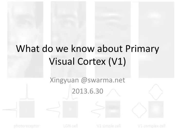 what do we know about primary visual cortex v1