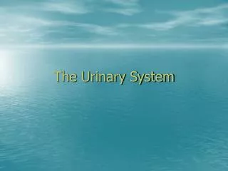 The Urinary System