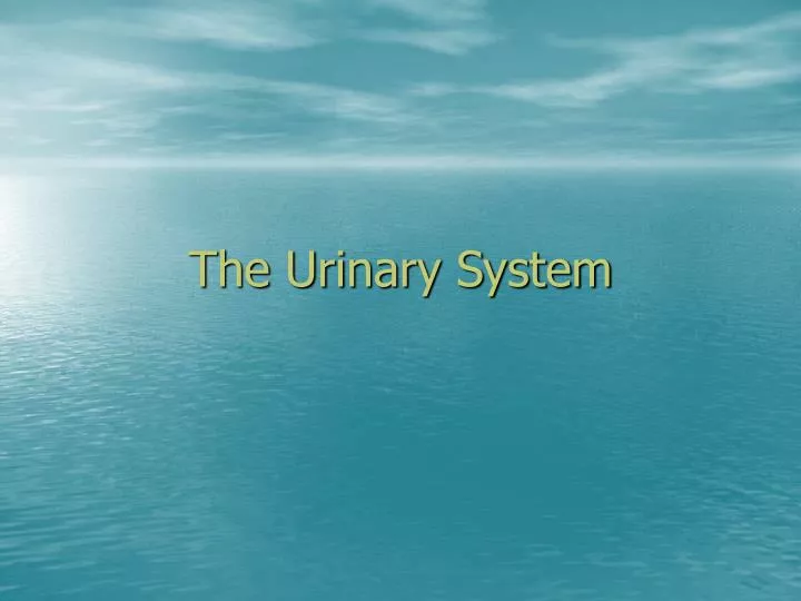 the urinary system