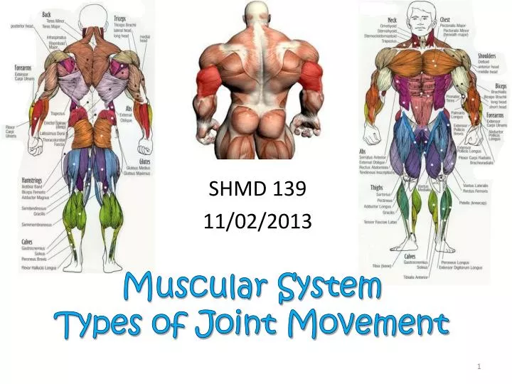 muscular system types of joint movement