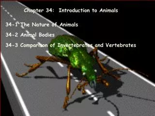 Chapter 34: Introduction to Animals
