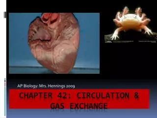Chapter 42: Circulation &amp; gas exchange