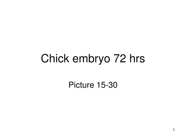 chick embryo 72 hrs