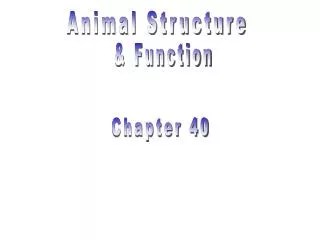 Animal Structure