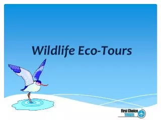 Wildlife Eco-Tours