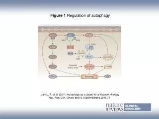 Figure 1 Regulation of autophagy