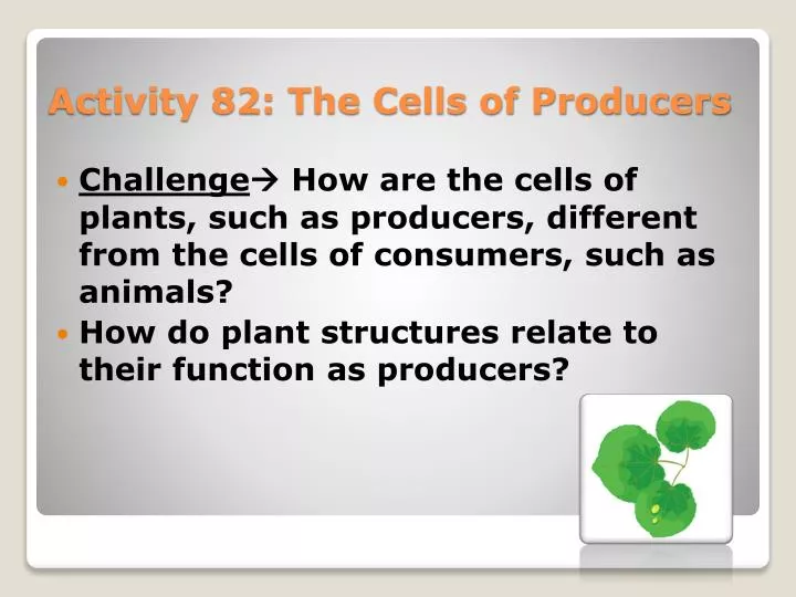 activity 82 the cells of producers