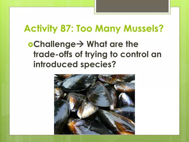 activity 87 too many mussels