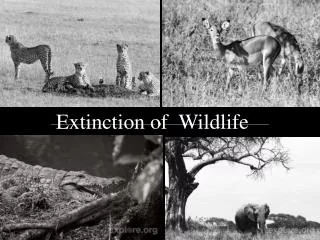 Extinction of Wildlife