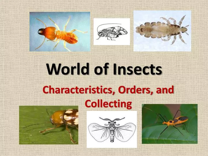 world of insects