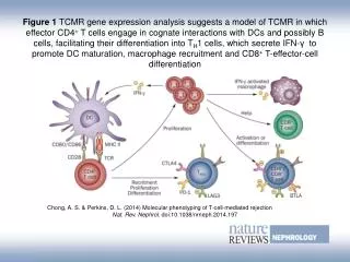 Chong, A. S. &amp; Perkins, D. L. (2014) Molecular phenotyping of T-cell-mediated rejection