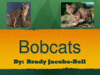 Bobcats