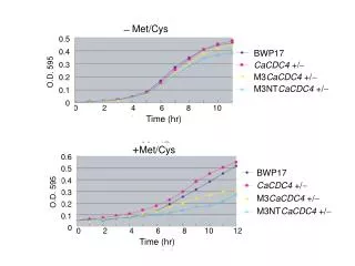 BWP17 CaCDC4 +/ ? M3 CaCDC4 +/ ? M3NT CaCDC4 +/ ?