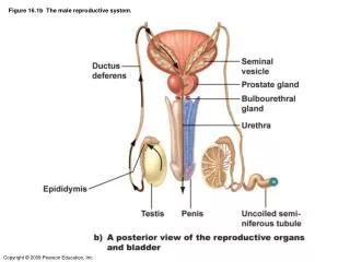 Figure 16.1b The male reproductive system.