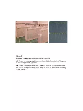 Figure 6 Growth of seedlings in vertically oriented square plates