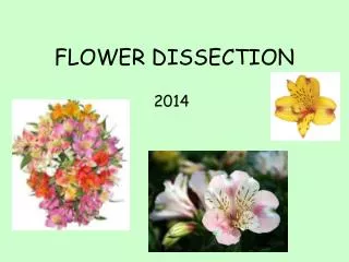 FLOWER DISSECTION