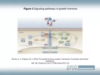 Figure 3 Signaling pathways of growth hormone