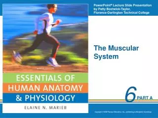 the muscular system