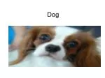 Dog - slide 1